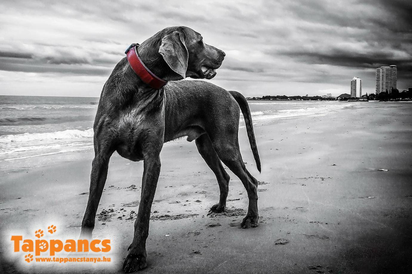 weimaraner