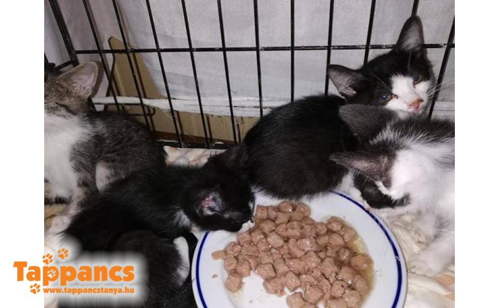 4 pici FELV+ cica keresi befogadóját