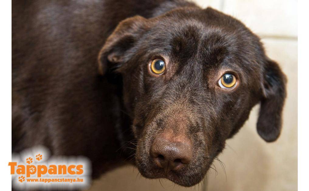 Bonbon