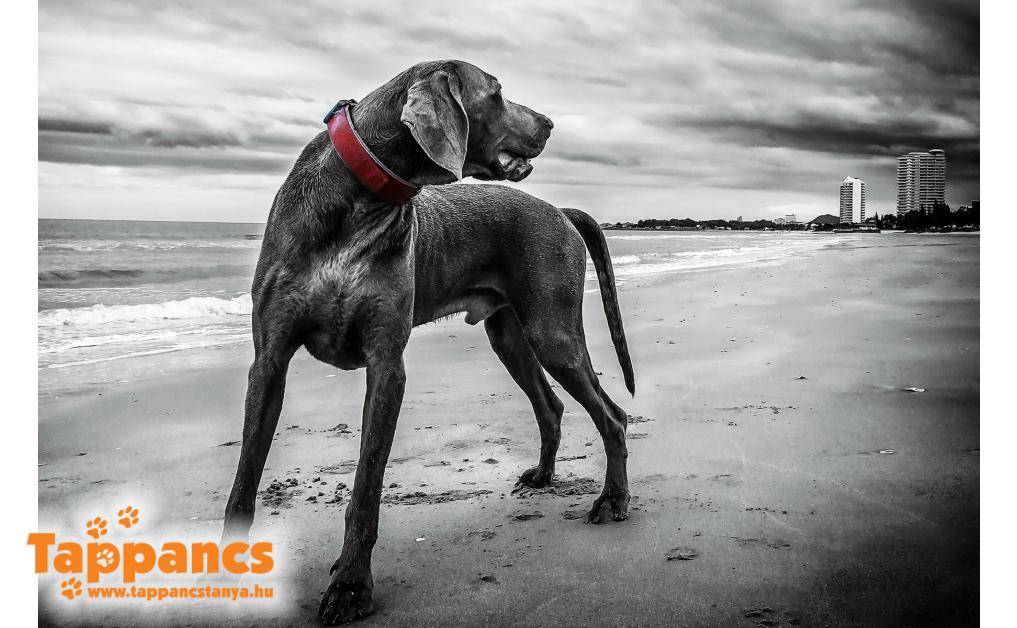 weimaraner