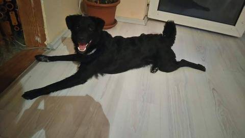 Bélyegkép