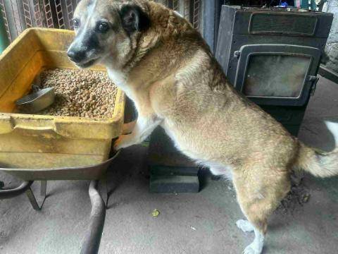 Bélyegkép